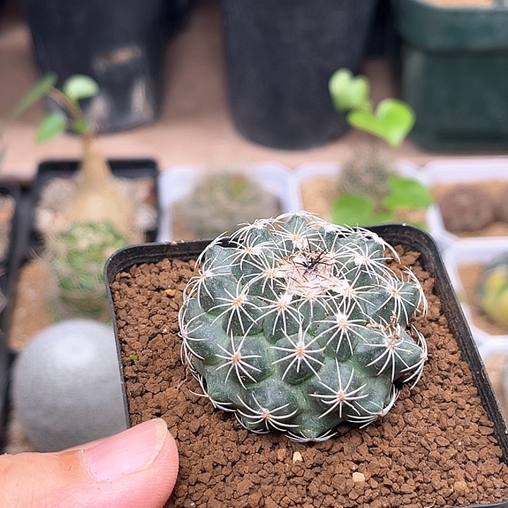 仙境母本娇丽4.2cm
