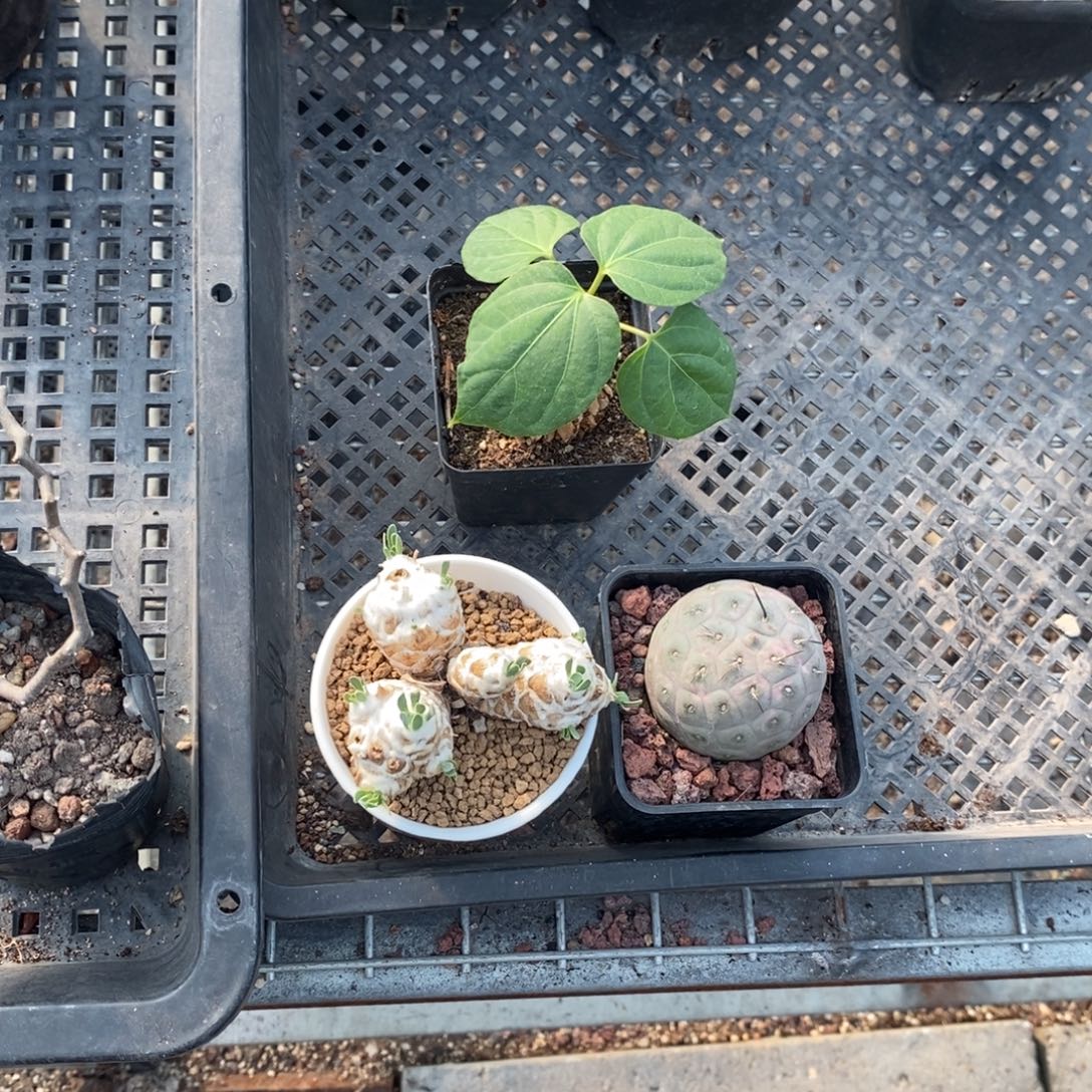 三颗多肉植物一个