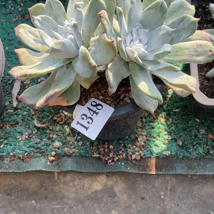 348号普芙雾冷塔杂多肉