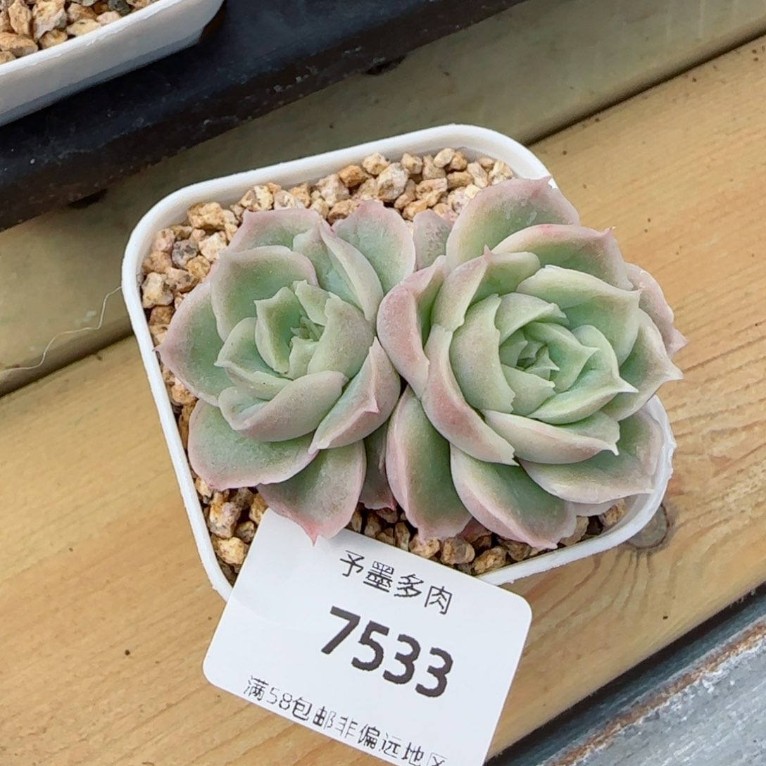 虾饺，7533多肉植物