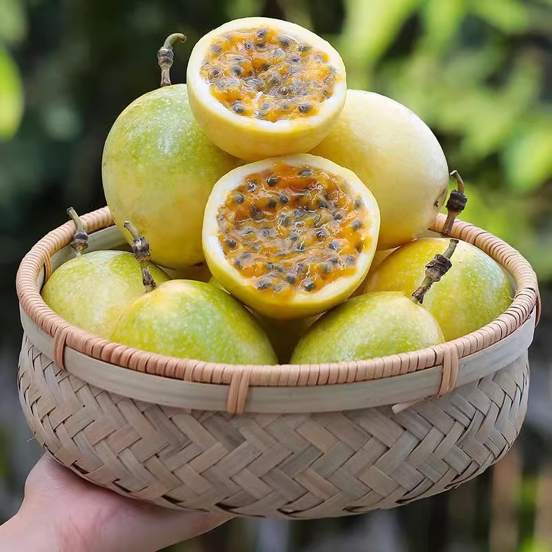 新鲜采摘黄金百香果非常香甜