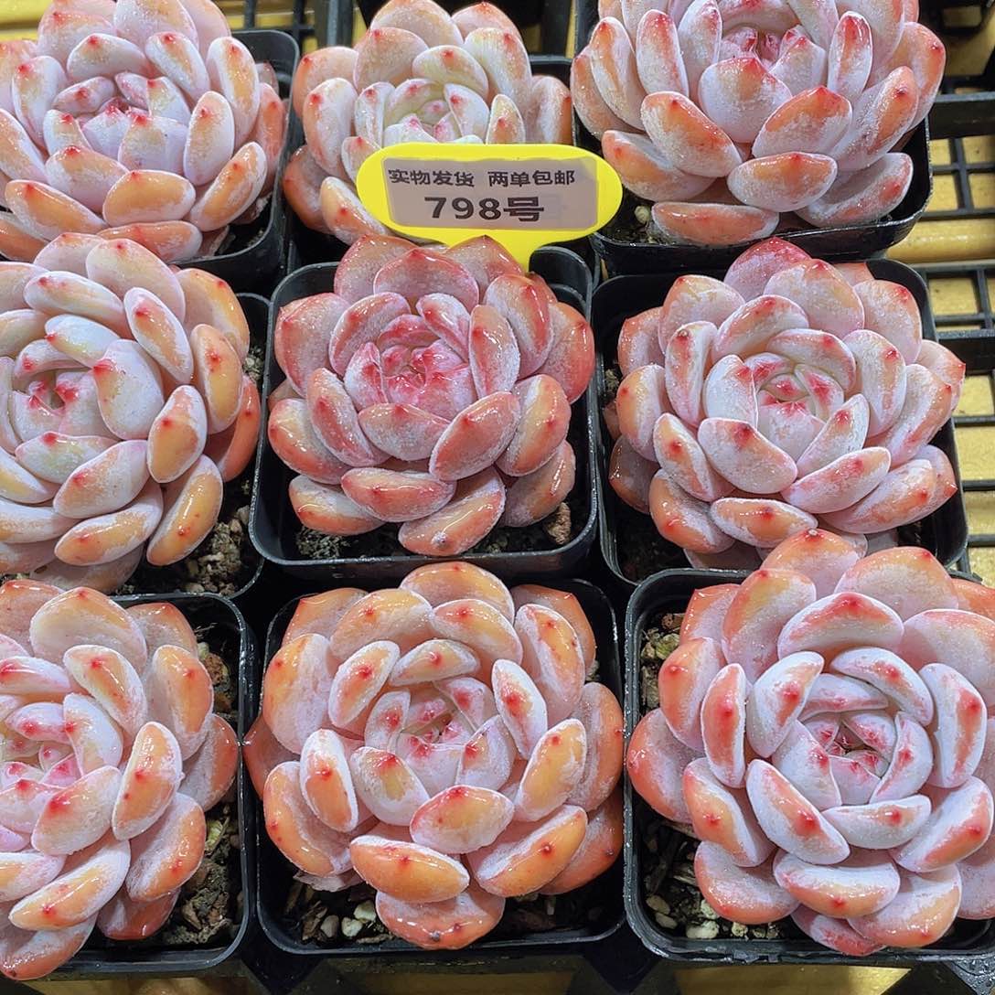 798号紫皮石榴籽星影一个