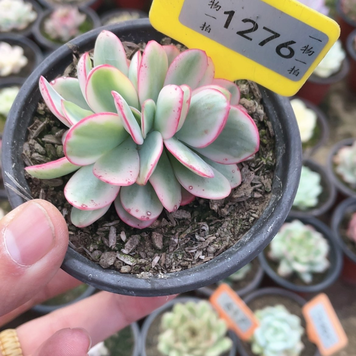 【闪购商品】1276号