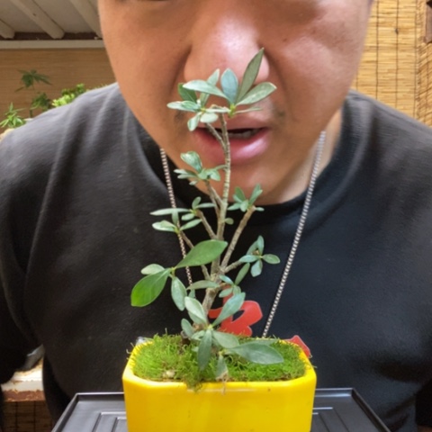 红陶蔚*?一物一拍所见即所得145