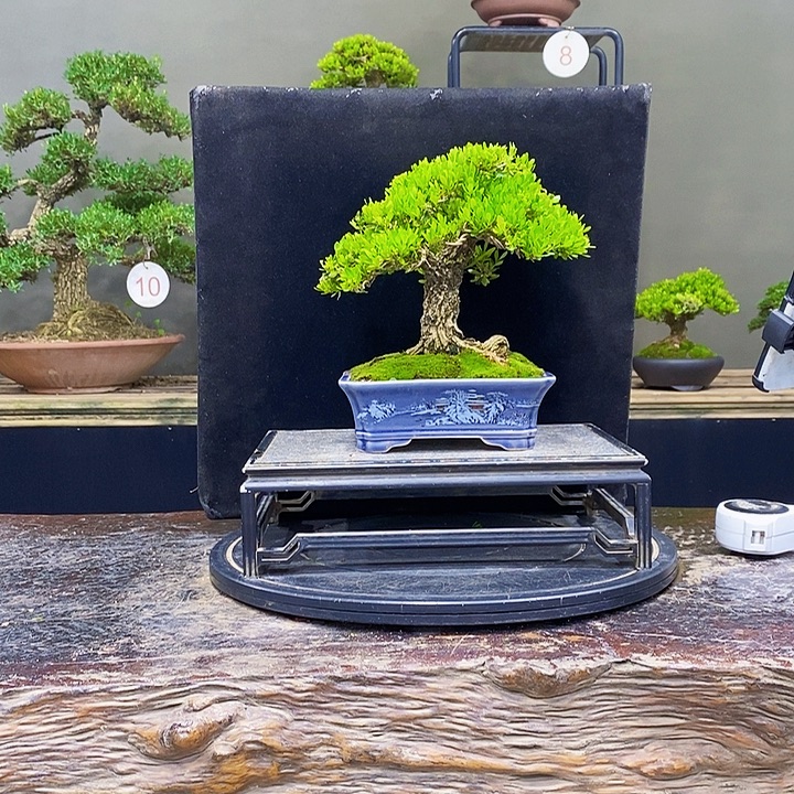 无花朵黄杨盆景四季常青