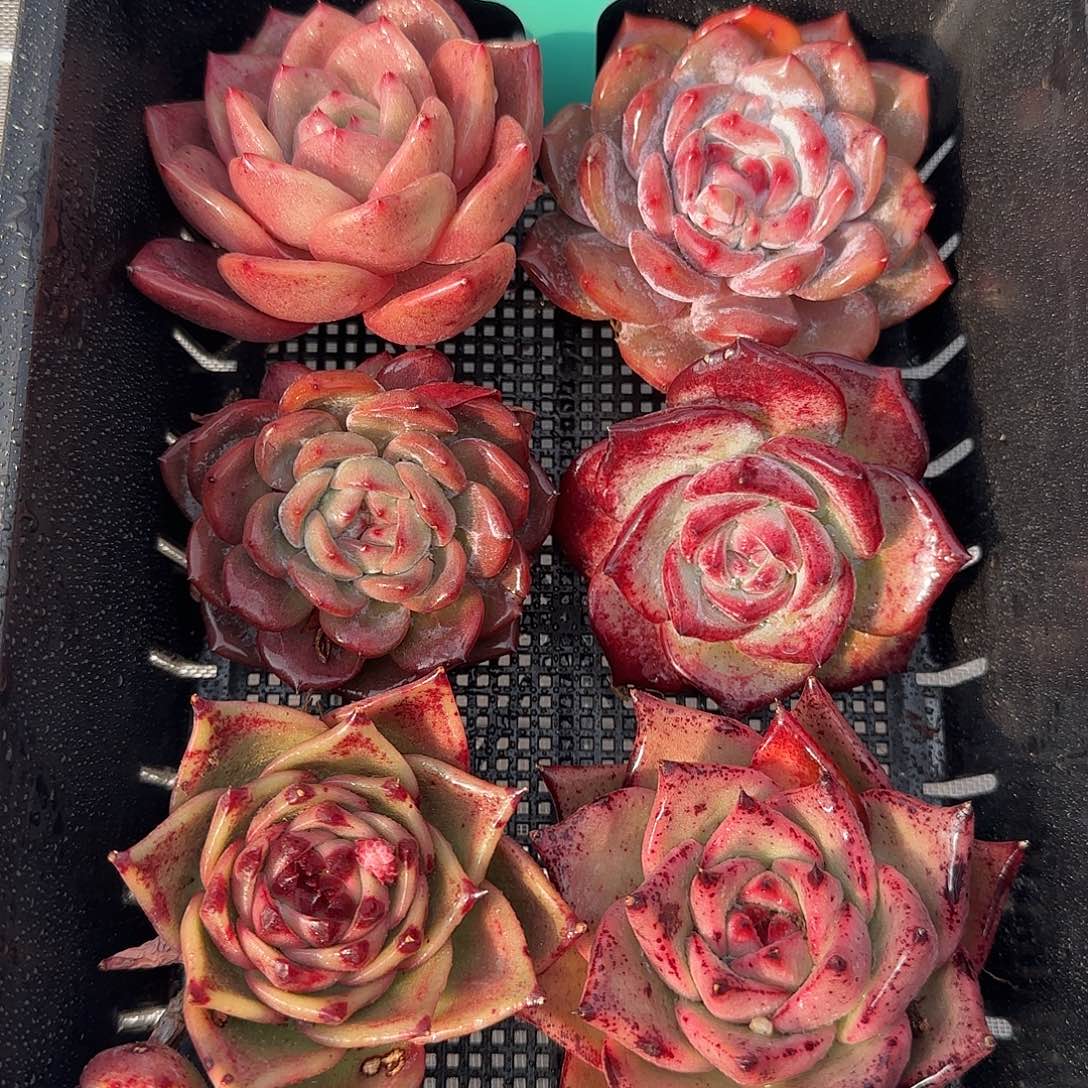 从前慢花园精选0117-73