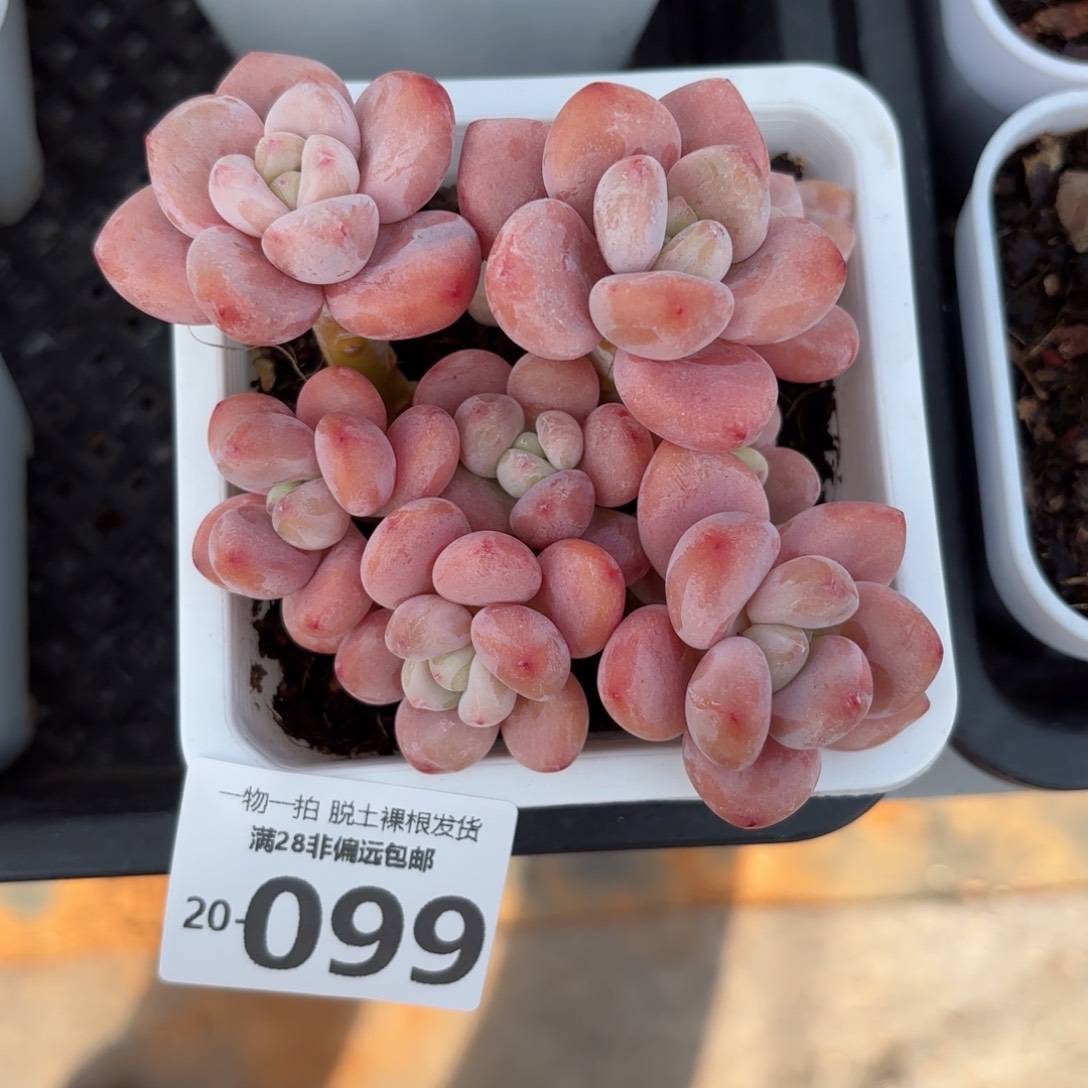 红洛神老桩多肉多肉多肉