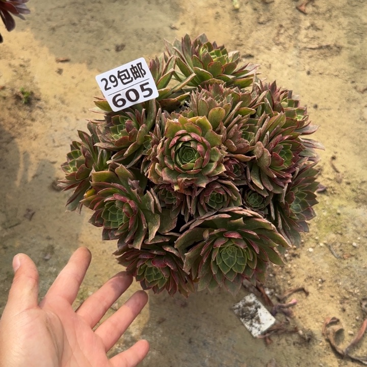 黄金万两……多肉植物……