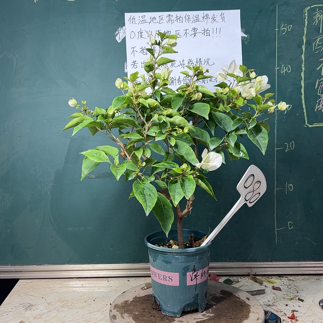 完全开放   福利  漳红樱  080