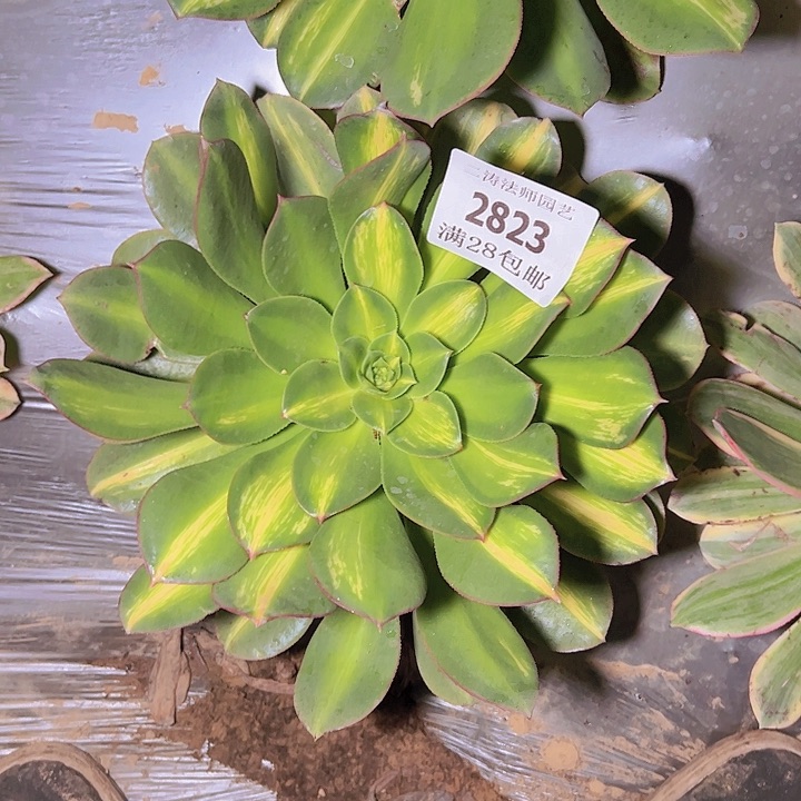 2823幻影多肉植物