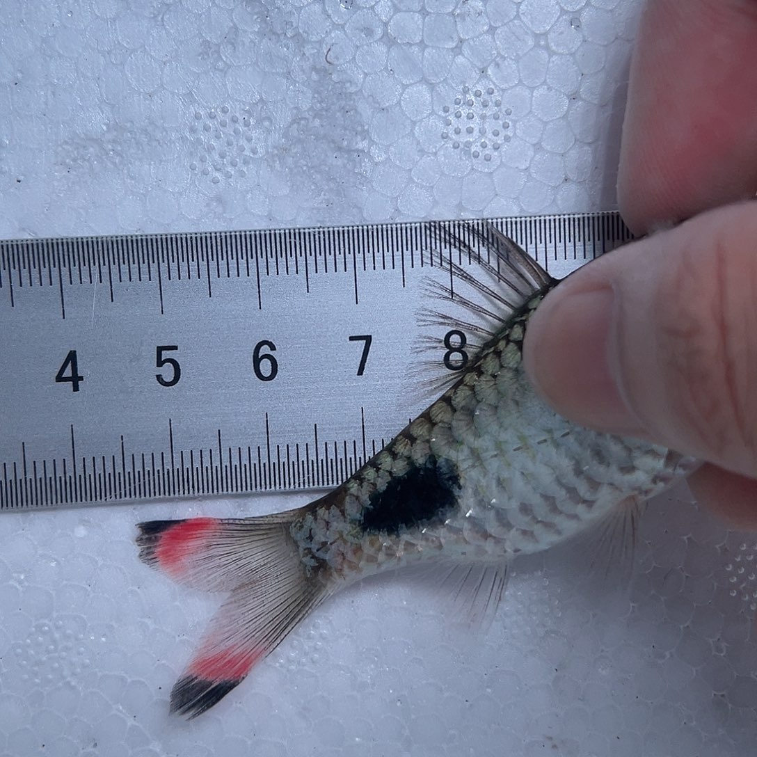 海水鱼紫红两点鲫7-8cm公