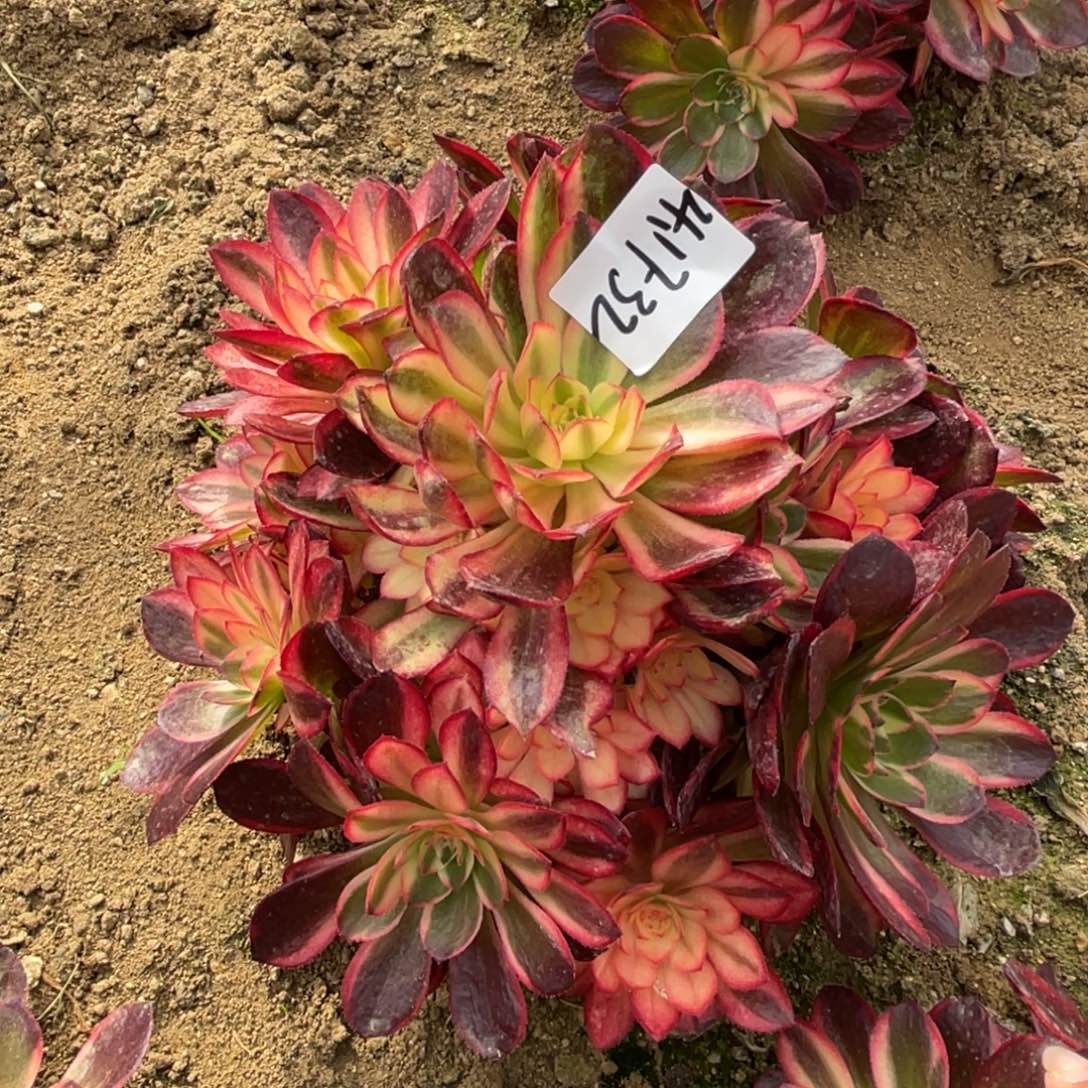 17-32黑魔锦手捧多肉