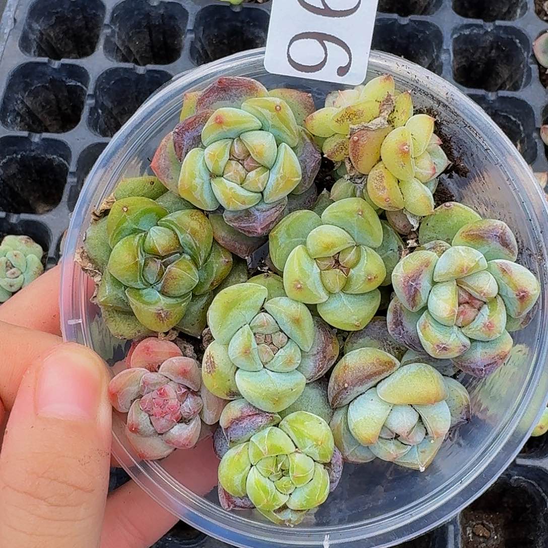 多肉植物多肉植物966