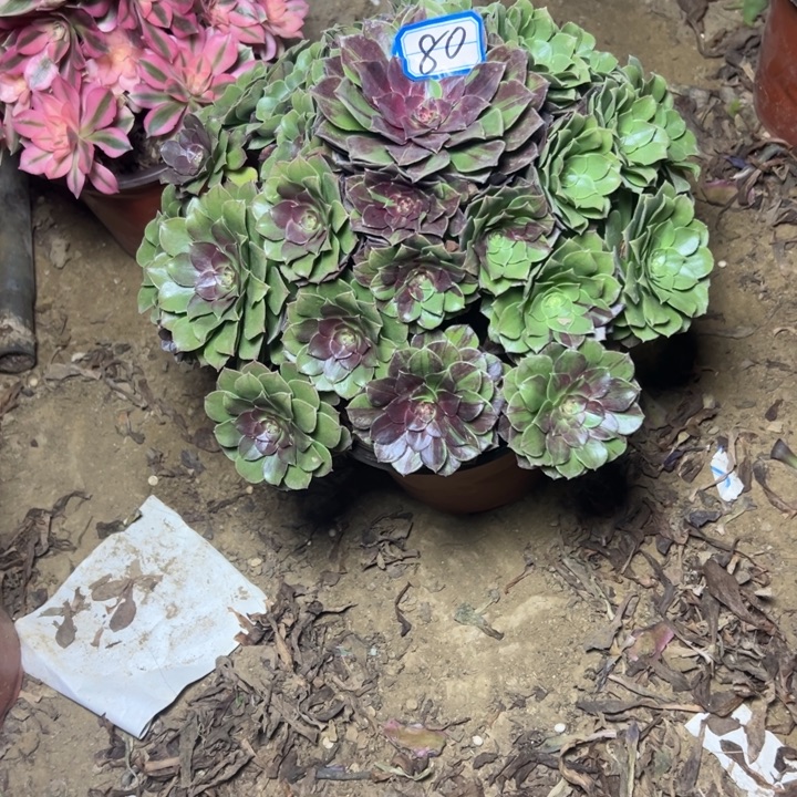 多肉植物花月夜法师80