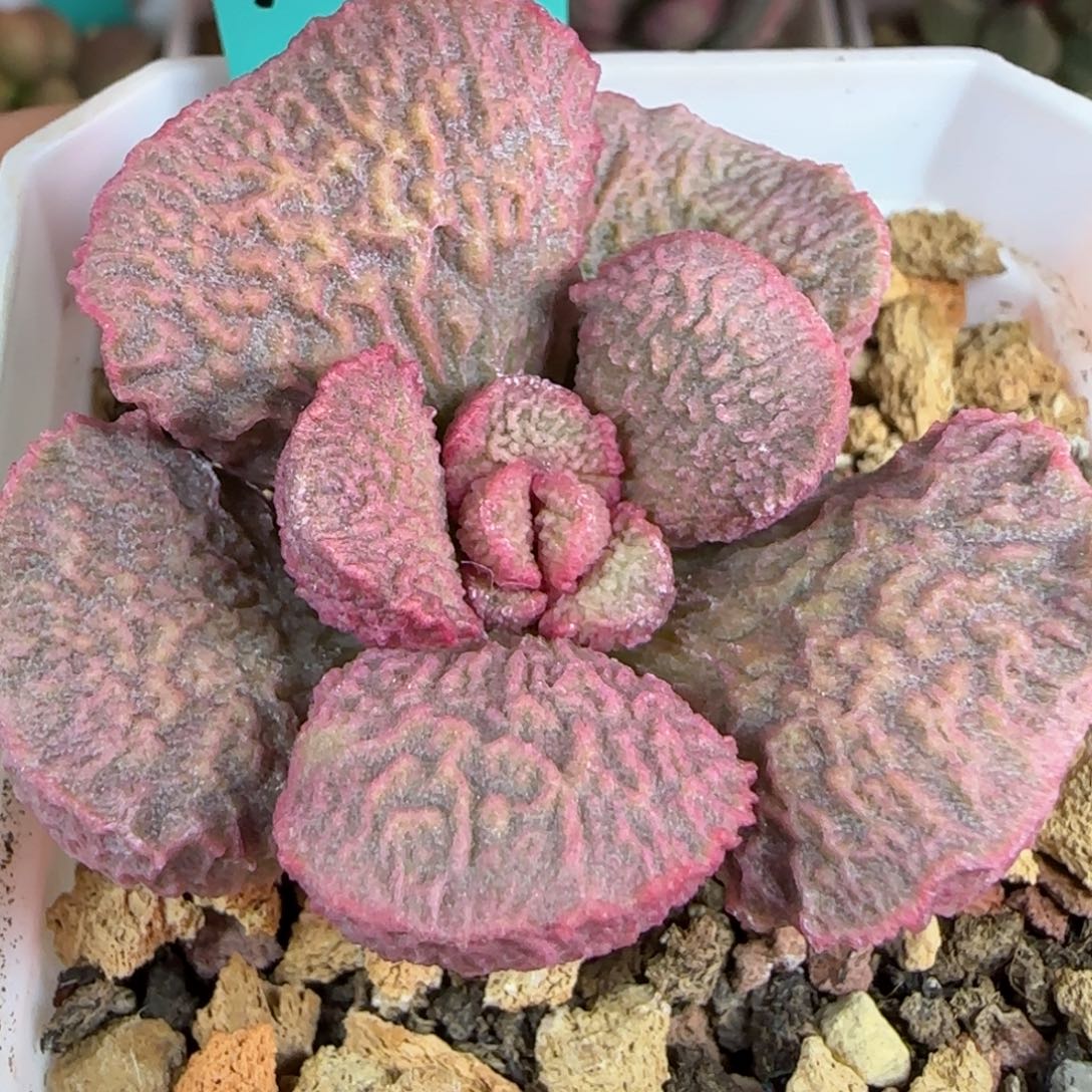 无花朵实生编号104母本