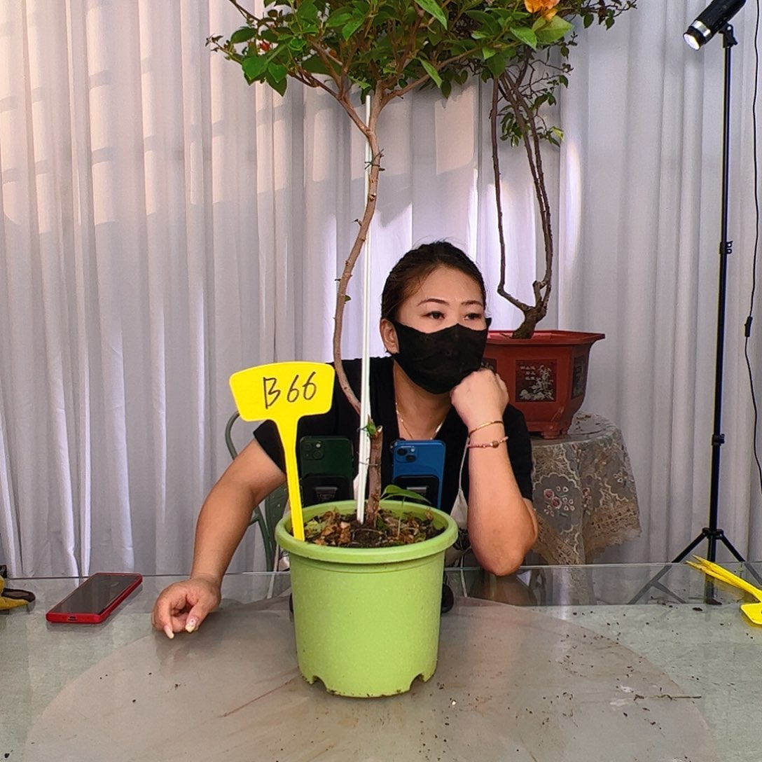 当前无花栽培后可以开花情**湘B66金发女郎
