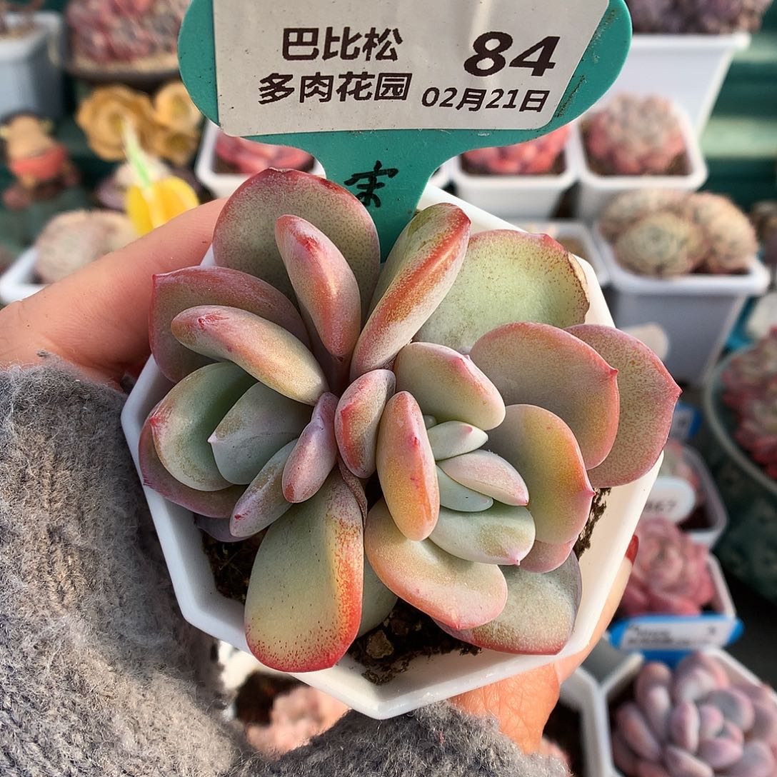 84双头双心奶茶石化多肉植物