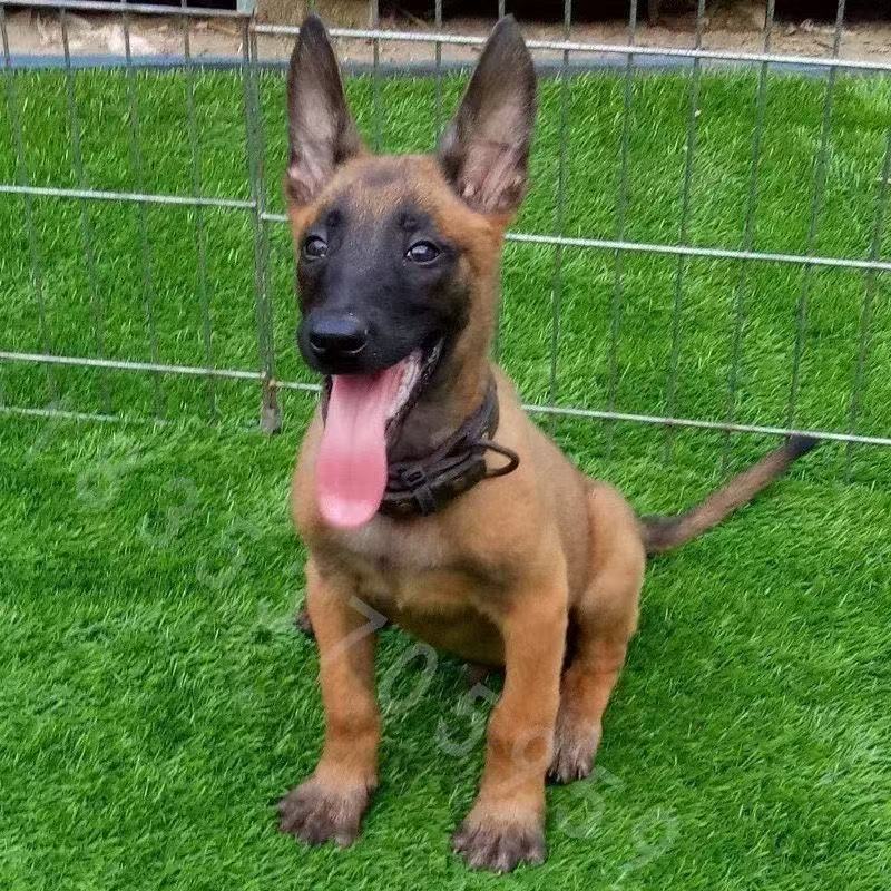 直播间狗狗专属链接，以直播间实物为准