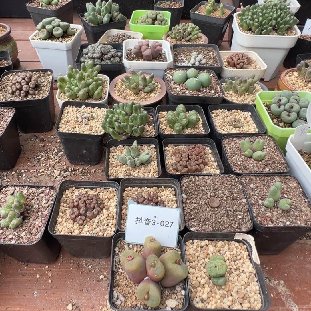 ๓***.3-27肉锥多肉植物，