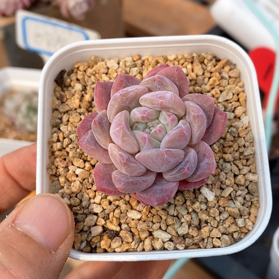 精品多肉一物一拍不包整60