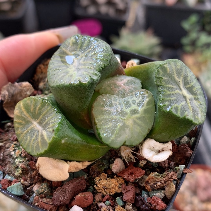 南亚星带盆土发货