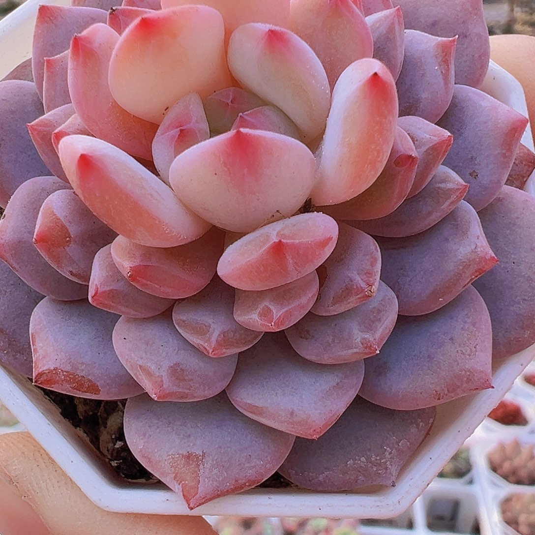 大星星橙单头19包邮多肉植物