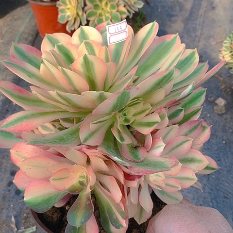 132粉女巫多肉植物