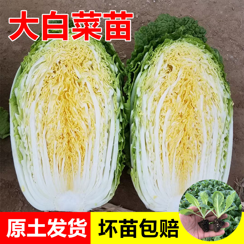 白菜苗黄心大白菜花菜秧苗乌塌菜苗莴笋苗西兰花苗秋冬耐寒蔬菜苗