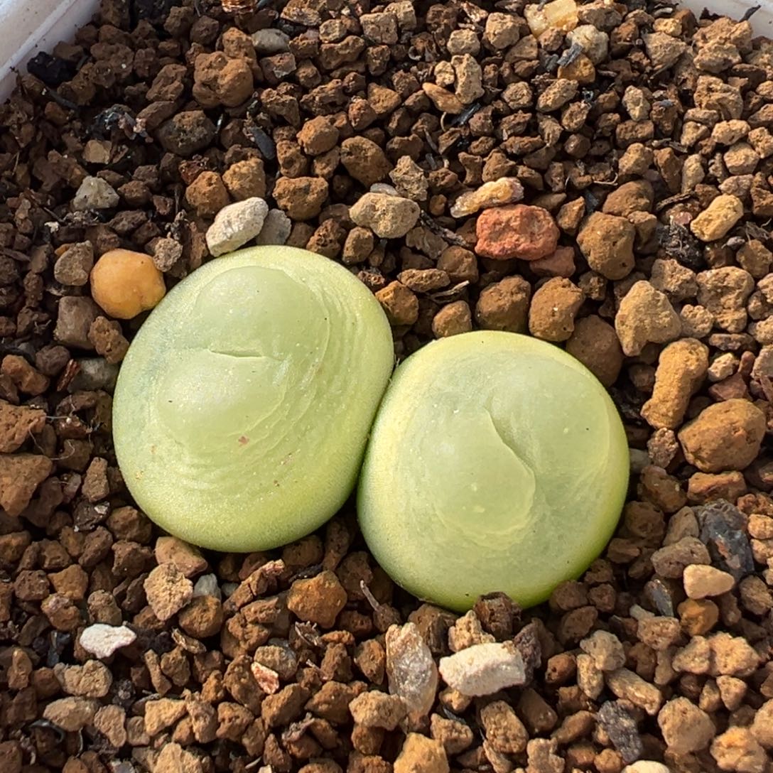 双头拉登多肉盆栽植物