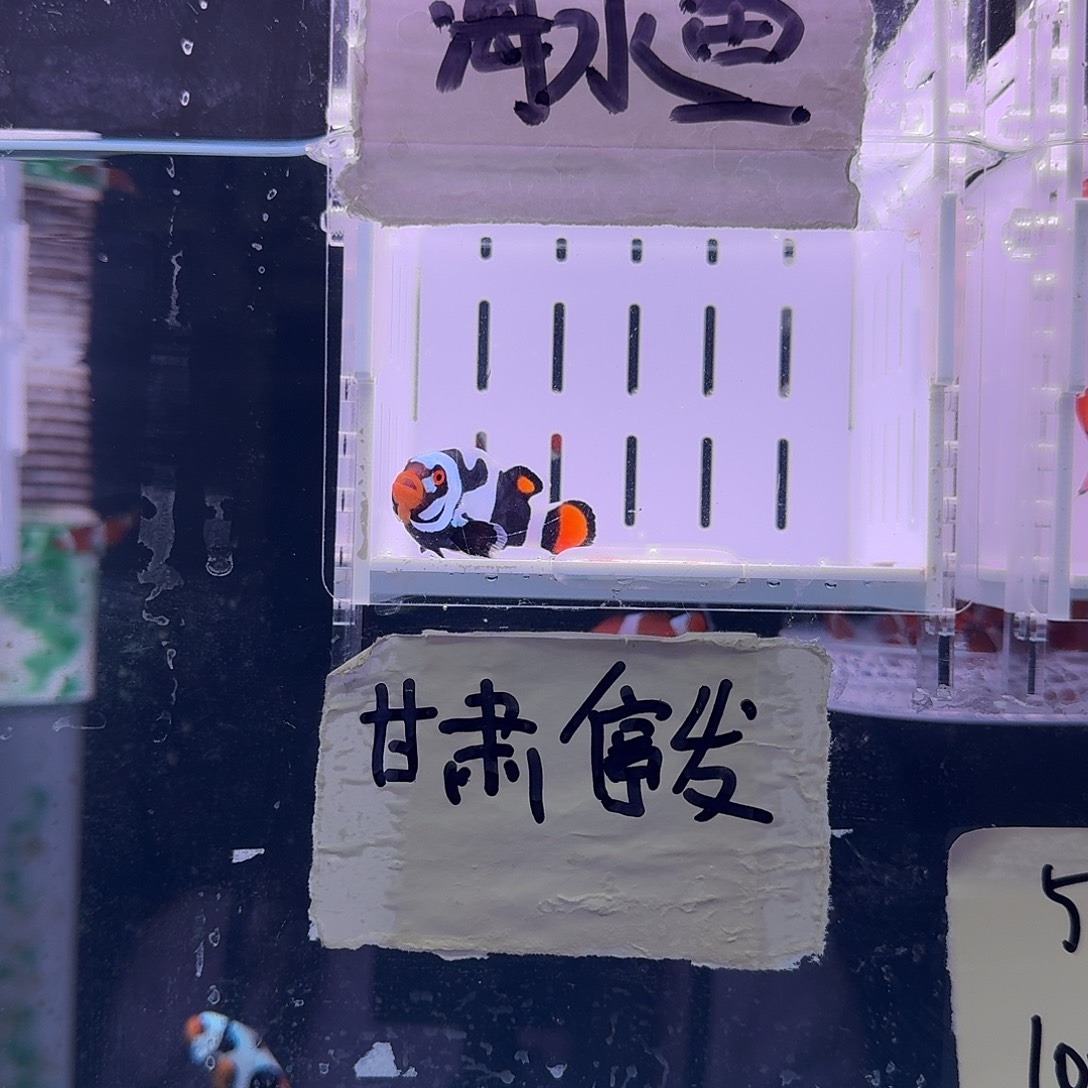 海水鱼5+黑卡鬼婆小丑鱼一条