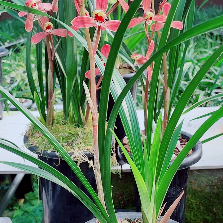 小***易完全开放一物漂亮