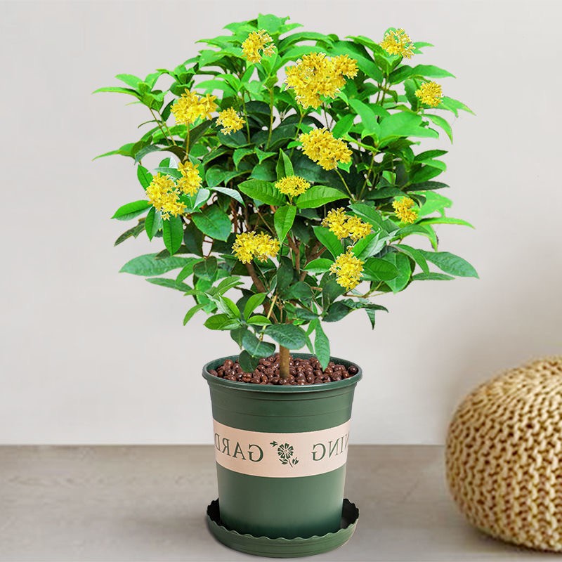 盆栽四季桂花树月月桂开花带香味阳台室内外好养易活庭院花卉绿植