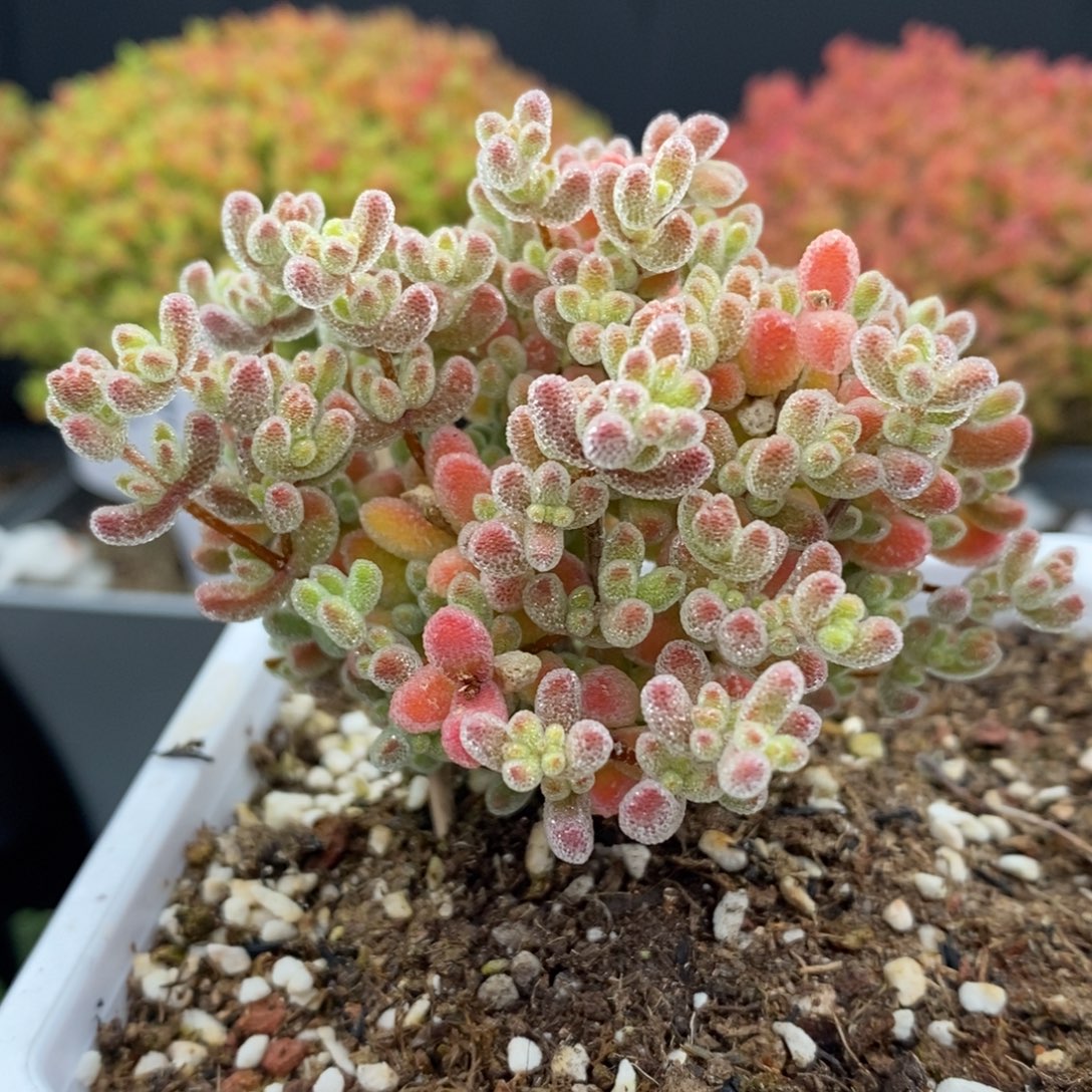 无花朵45号优选冰晶枝干