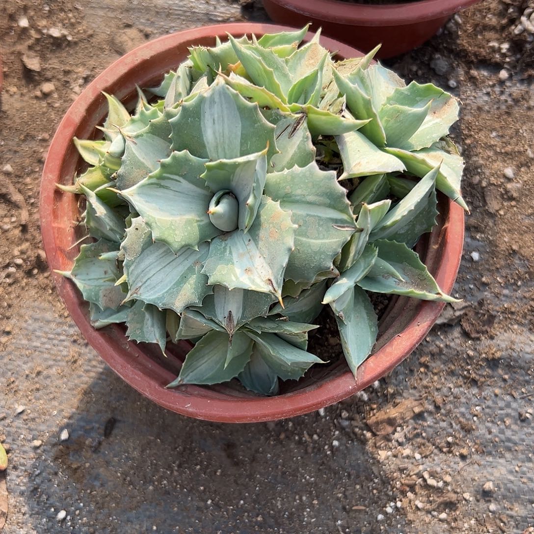 加***2多肉植物雷神中班