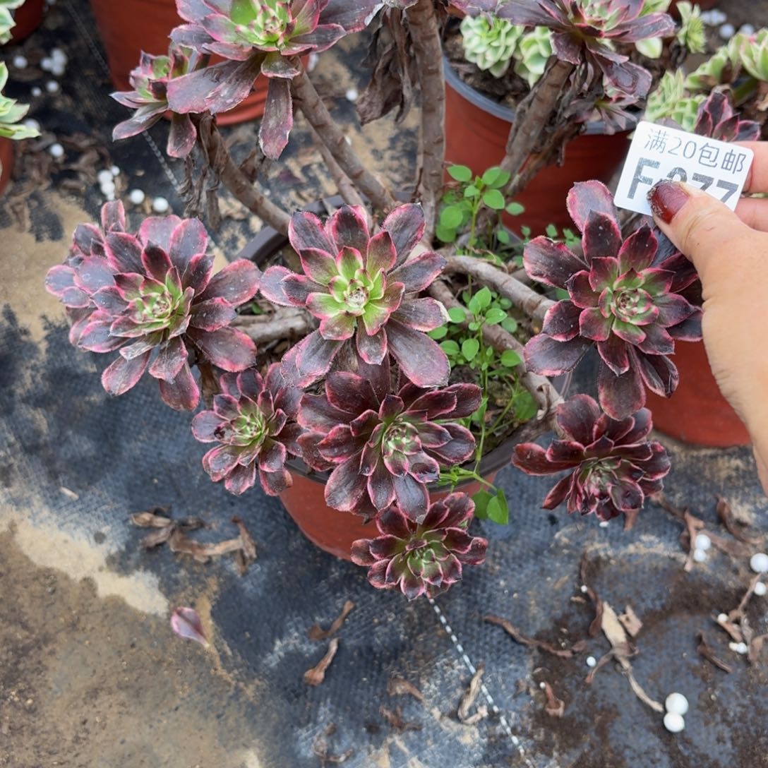 277多肉植物捧花的