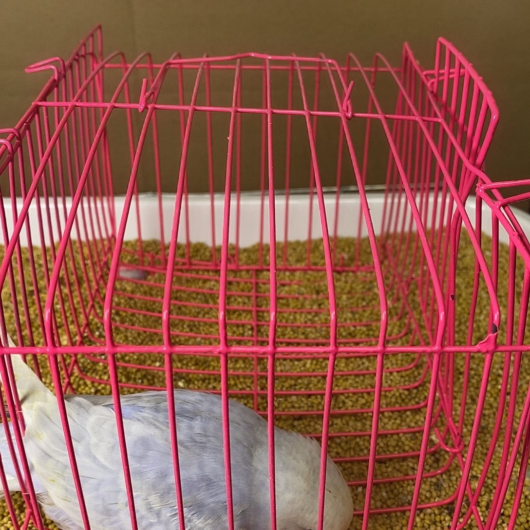 虎皮鹦鹉大头虎皮