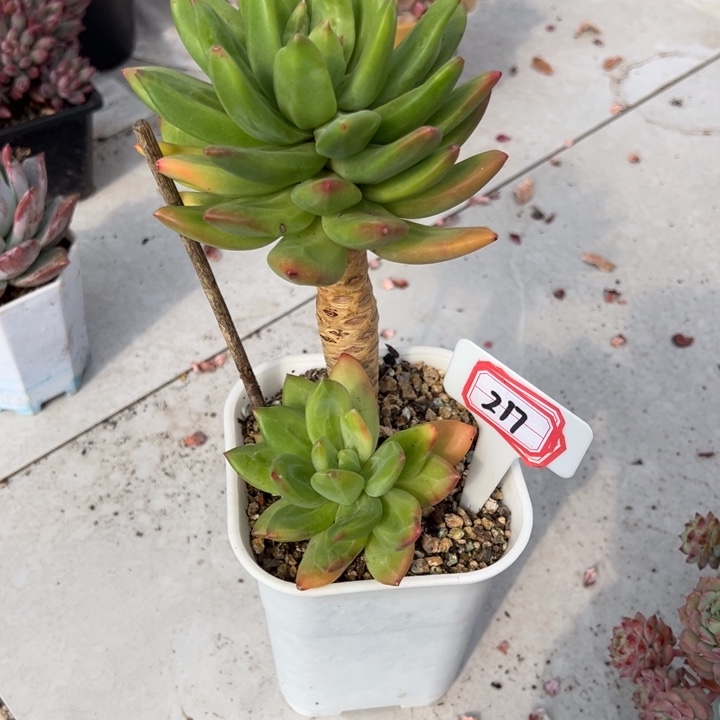 花****海洋之歌一物一拍217号