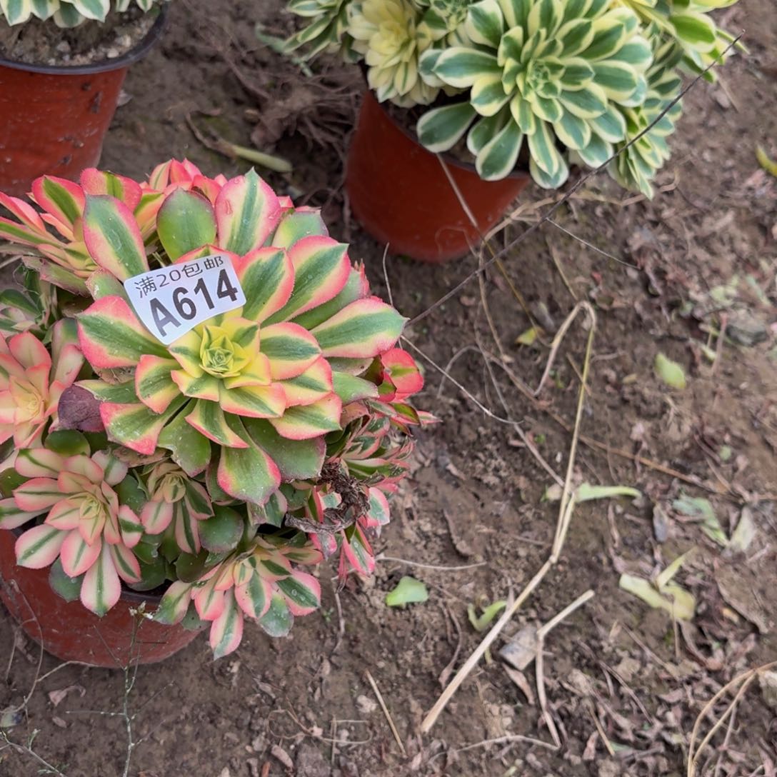 614多肉植物捧花的时候，