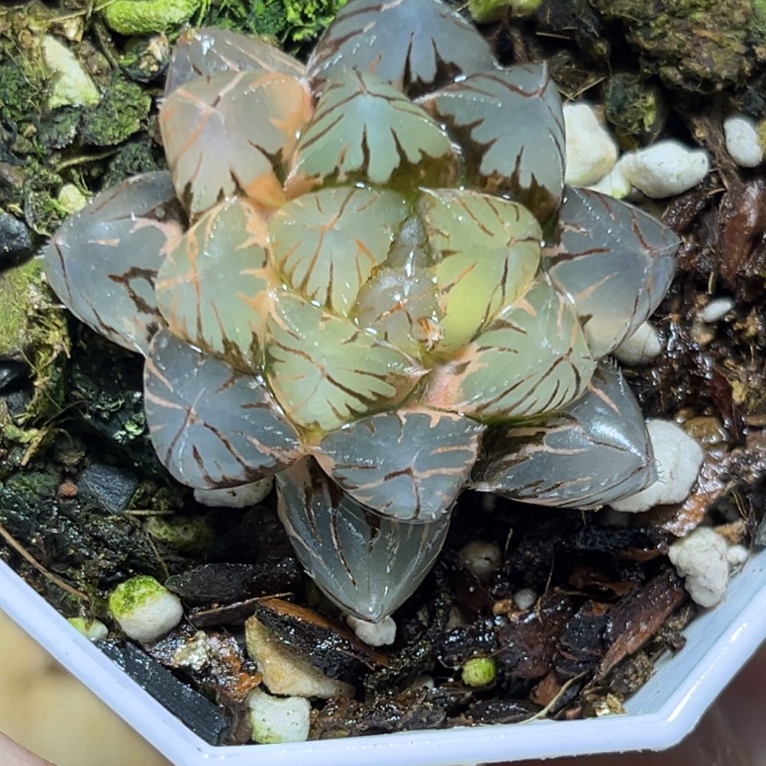 恭喜发财大吉大利646