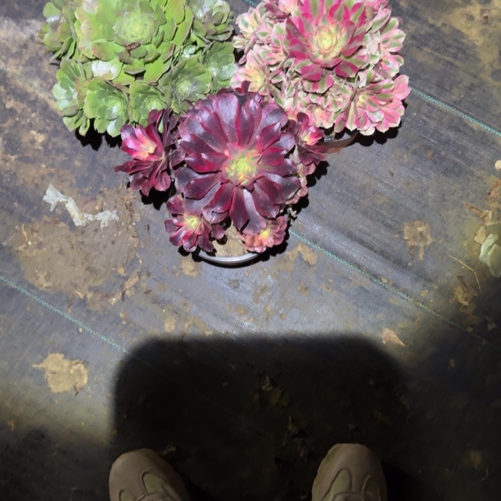 一单包邮不包侧枝30