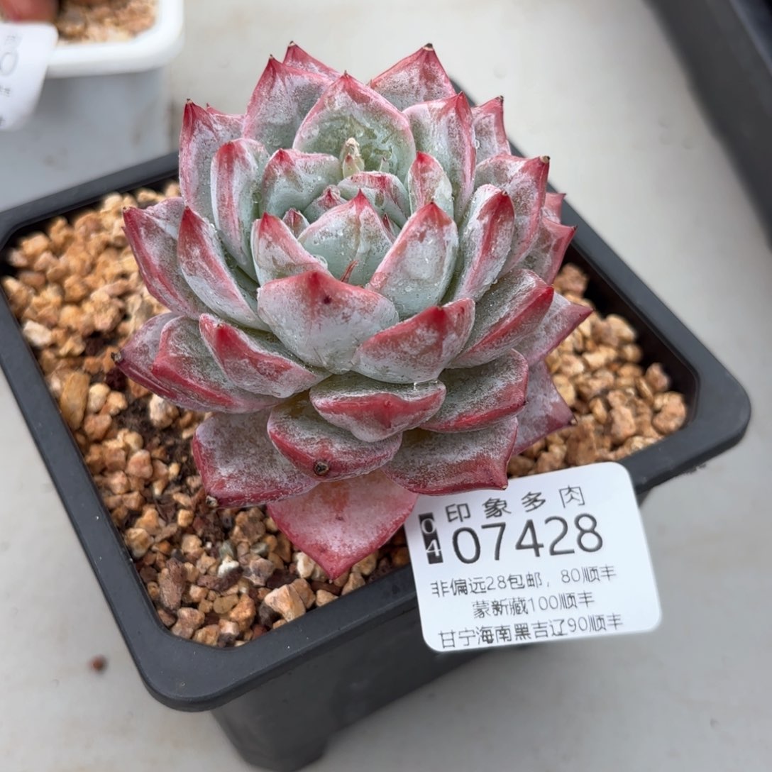 多肉植物07428gg
