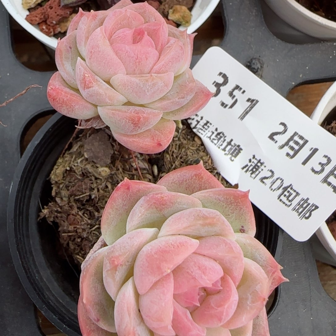 花语逸境0213-351