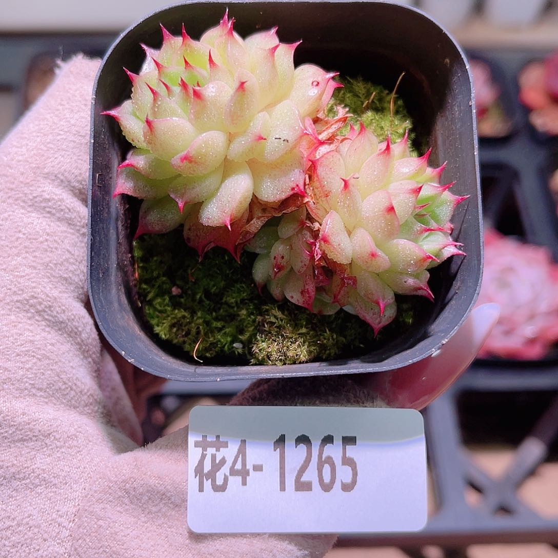 花利美4-1265海王