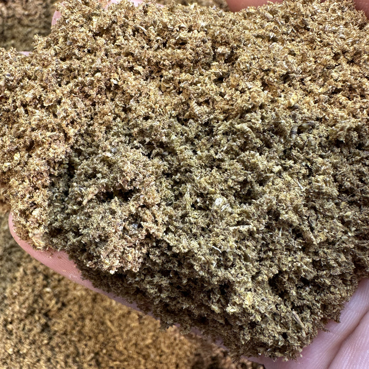 沉香树心油钻孔粉100克