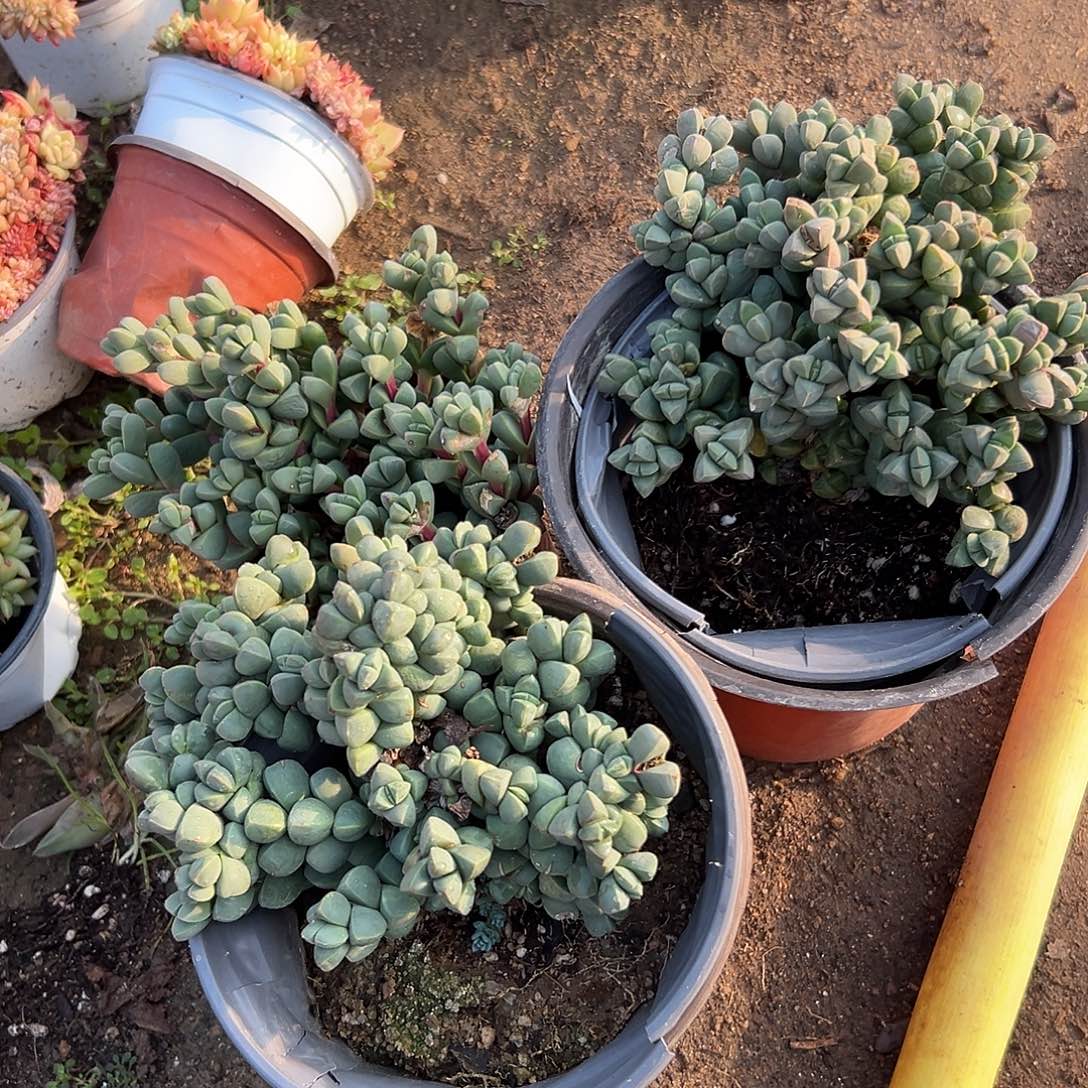 多肉植物三颗鹿角