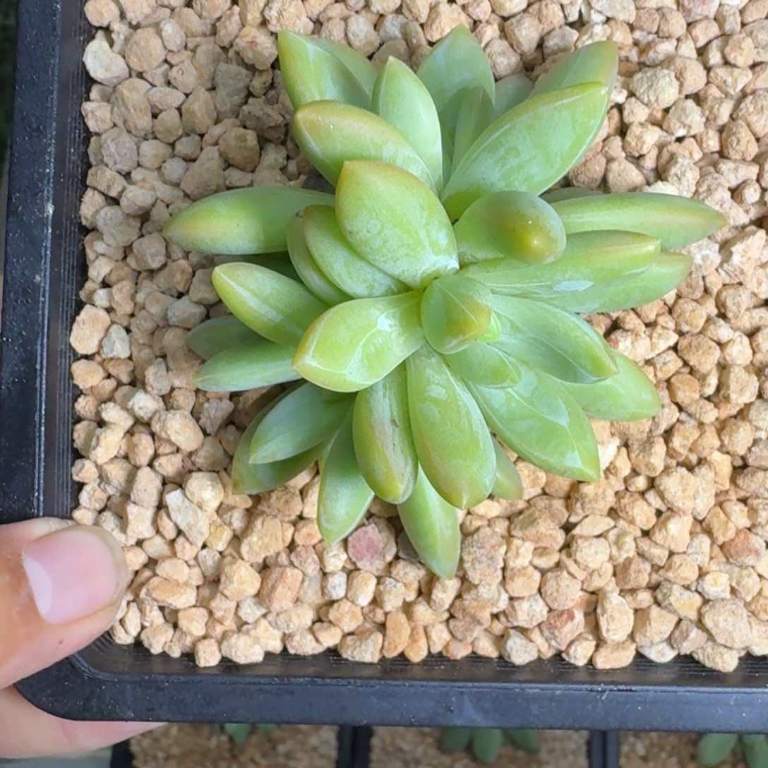 朵唯奇 叶插 一物一拍