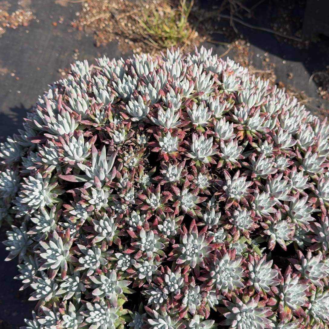 *****大群白菊多肉植物