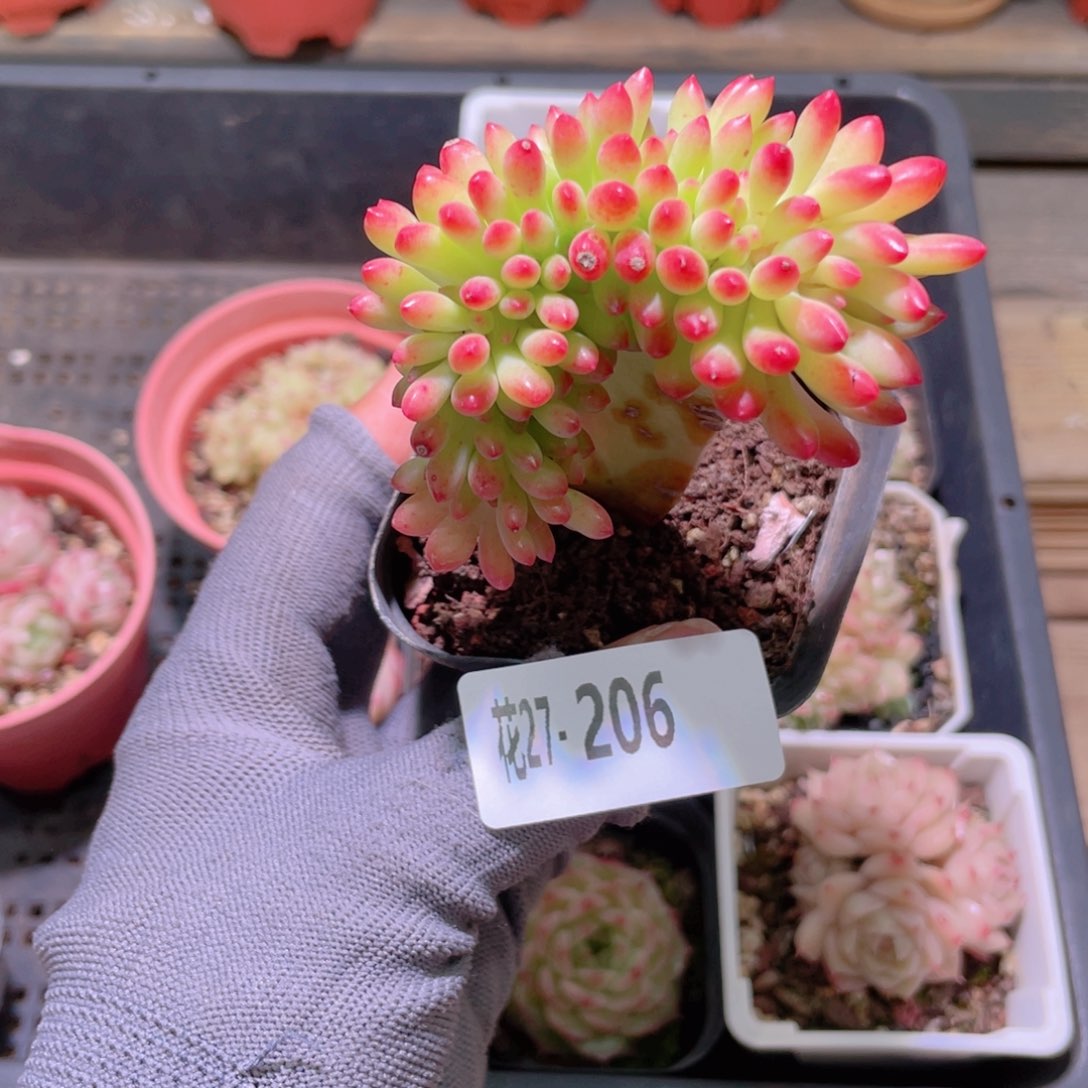 花利美27-206青松缀化