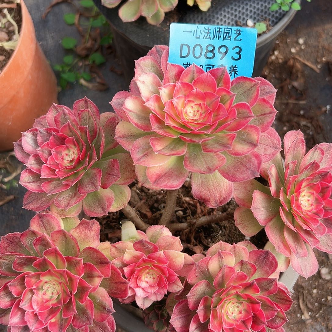 海神893多肉植物多肉植物