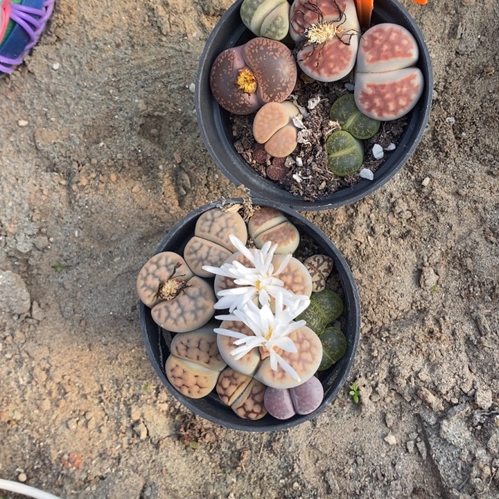 ℳ***.生石花等植物的生长421